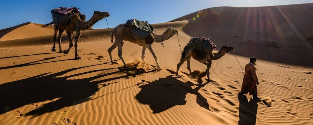 Camels crossing the Erg Chebbi dunes in the Sahara at sunset