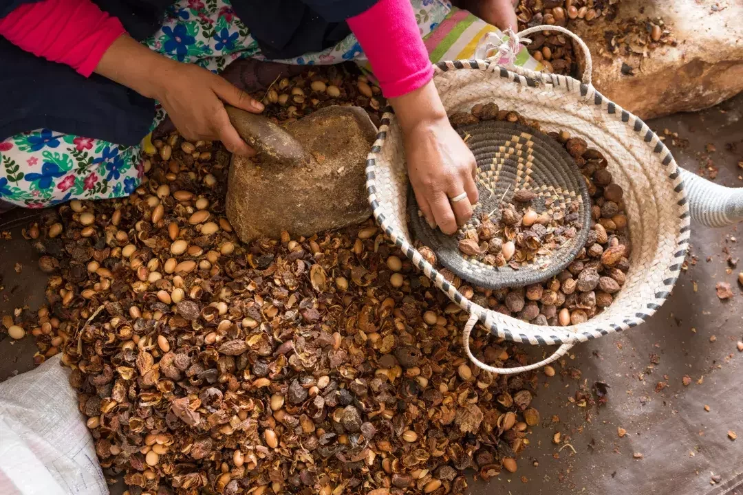 Berber women producing argan oil with traditional methods – immersive Morocco cultural tour activity